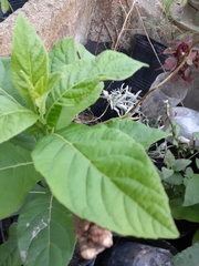 Verbesina subcordata