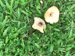 Agaricaceae