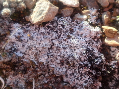 Arctoparmelia separata