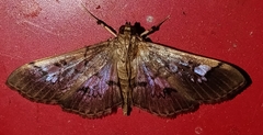 Microthyris