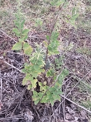Solidago radula