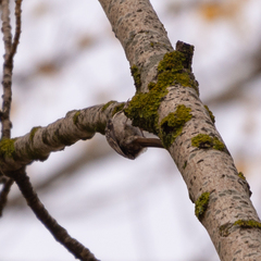 Certhia brachydactyla