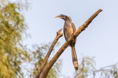 Ocyceros birostris