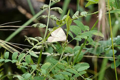 Lychnosea helveolaria