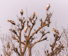 Mycteria leucocephala