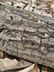 Leiobunum