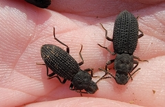 Nyctoporis cristata