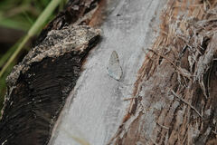 Cupido amyntula