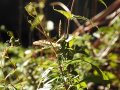 Catasticta nimbice