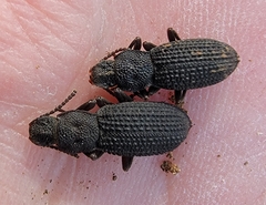Nyctoporis cristata