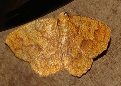 Periclina apricaria