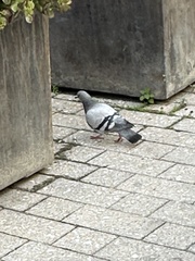 Columba livia domestica