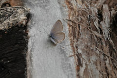 Cupido amyntula