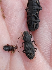 Nyctoporis cristata