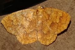 Periclina apricaria