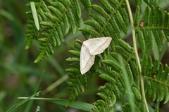 Lychnosea helveolaria