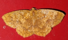 Periclina apricaria