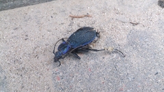 Carabus intricatus