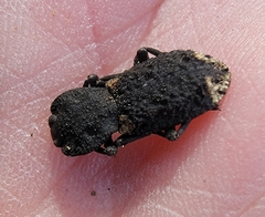 Phloeodes diabolicus