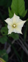 Convolvulus crenatifolius