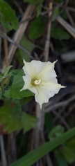 Convolvulus crenatifolius