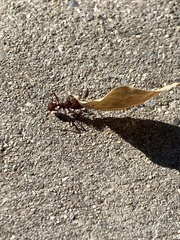 Acromyrmex versicolor