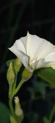 Convolvulus crenatifolius