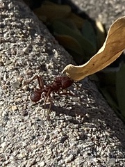 Acromyrmex versicolor