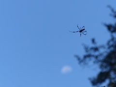 Trichonephila clavipes image