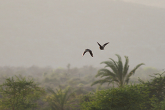 Pterocles personatus