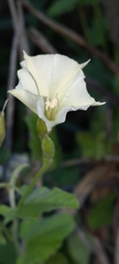 Convolvulus crenatifolius
