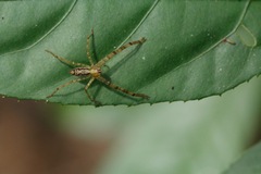 Heteropoda