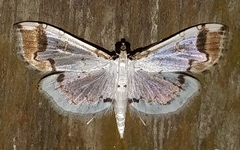 Spilomelinae