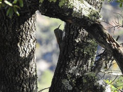 Lepidocolaptes leucogaster