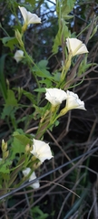 Convolvulus crenatifolius