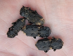 Phloeodes diabolicus