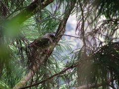 Zoothera dauma dauma