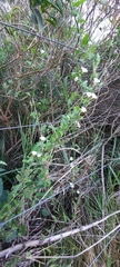 Convolvulus crenatifolius
