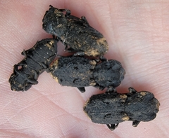 Phloeodes diabolicus