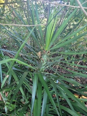 Yucca aloifolia