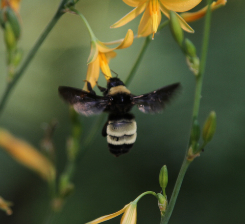 American Bumble Bee, photo 7 of 9