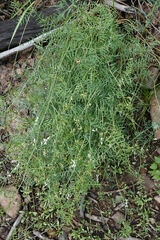 Vicia pulchella