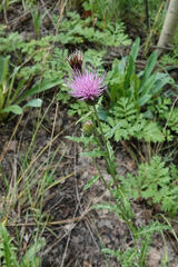 Cirsium wheeleri