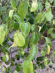 Hippomane mancinella