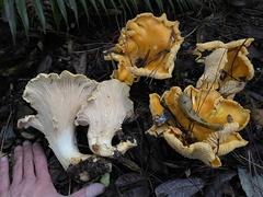 Cantharellus cascadensis