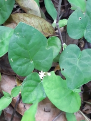 Geophila