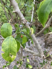 Hippomane mancinella
