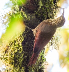 Lepidocolaptes affinis