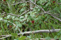 Ribes pinetorum