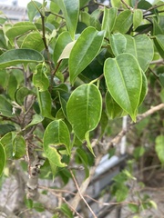 Hippomane mancinella
